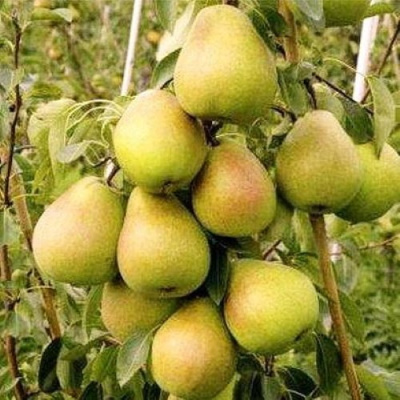 Груша МЛИЕВСКАЯ РАННЯЯ в Кызылорде