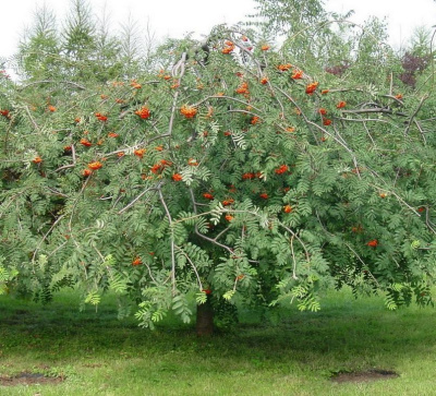 Рябина ПЛАКУЧАЯ сладкоплодная в Кызылорде