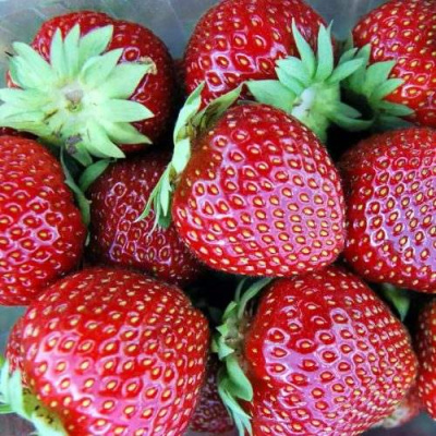 Клубника МАЛЬВИНА в Кызылорде