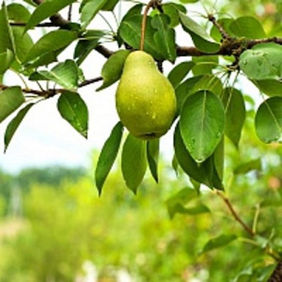 Груша КУДЕСНИЦА в Кызылорде