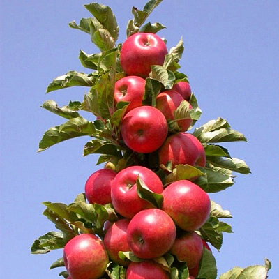 Яблоня СОЗВЕЗДИЕ колонновидная в Кызылорде