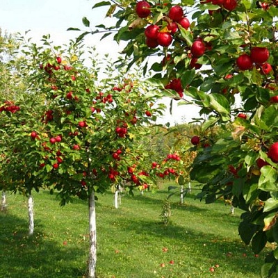 Плодовые деревья в Кызылорде