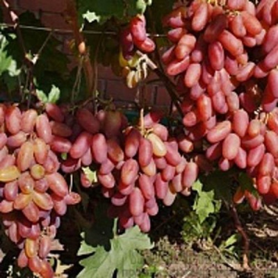 Виноград ПРЕОБРАЖЕНИЕ в Кызылорде