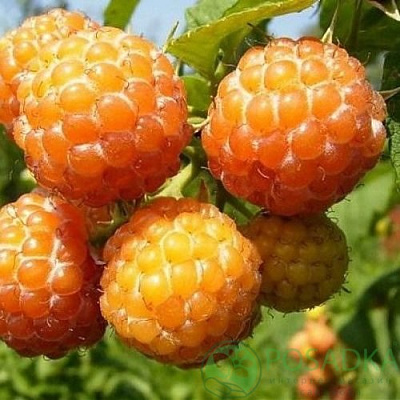 Малина КУМБЕРЛЕНД желтая в Кызылорде