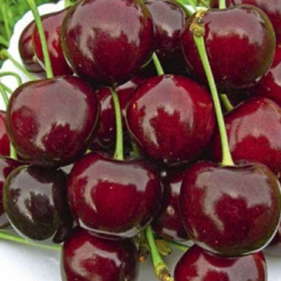 Черешня РОССОШАНСКАЯ КРУПНАЯ в Кызылорде
