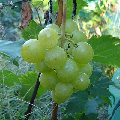 Виноград БАРС в Кызылорде