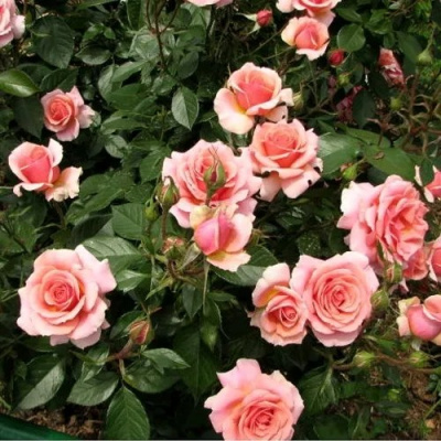 Роза ПОЭЗИЯ флорибунда в Кызылорде