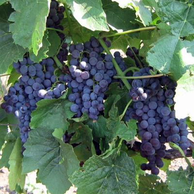 Виноград ВЕНУС в Кызылорде