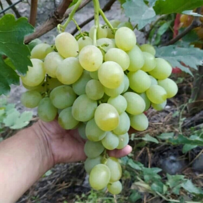 Виноград ВАНЮША в Кызылорде