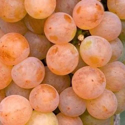 Виноград ПЛАТОВСКИЙ в Кызылорде