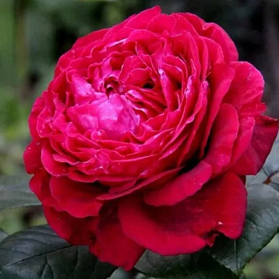 Роза 4 ВЕТРОВ флорибунда в Кызылорде
