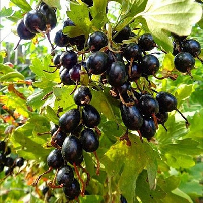 Смородина золотистая ОВАЛЬНАЯ в Кызылорде