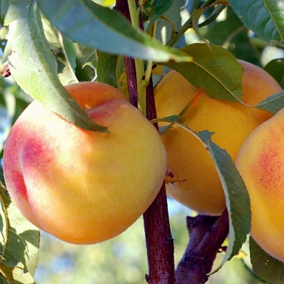 Колонновидные персики в Кызылорде