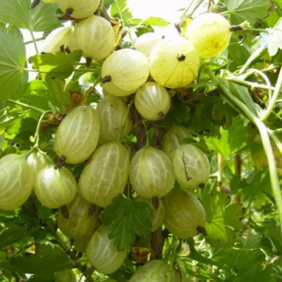 Крыжовник ИНВИКТА в Кызылорде