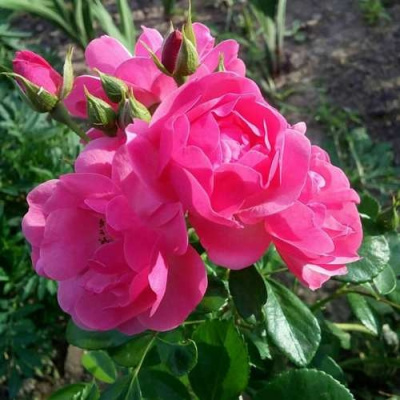 Роза АНГЕЛА флорибунда в Кызылорде