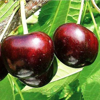 Черешня САММИТ в Кызылорде