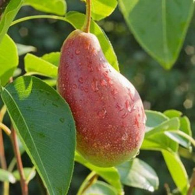 Груша ЯКОВЛЕВСКАЯ в Кызылорде
