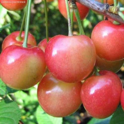 Черешня ЮЛИЯ в Кызылорде