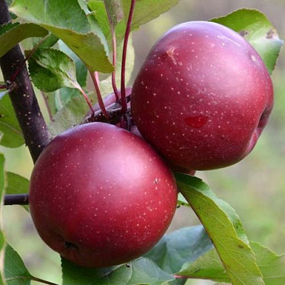 Яблоня красномясая в Кызылорде