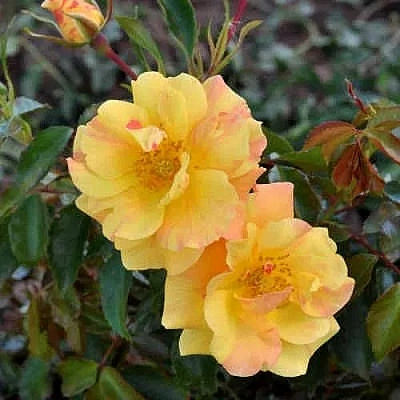 Роза АНГЕЛИНА ФРЕСКА флорибунда в Кызылорде