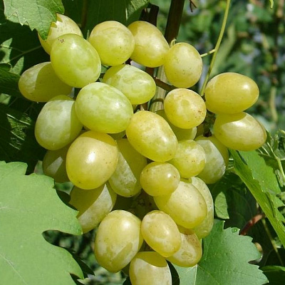 Виноград в Кызылорде