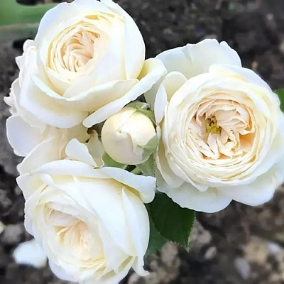 Роза АРТЕМИС шраб в Кызылорде