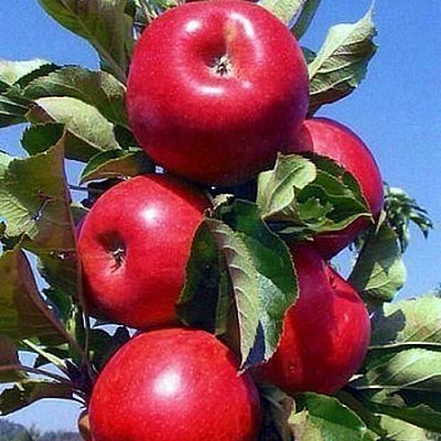 Колонновидные яблони в Кызылорде