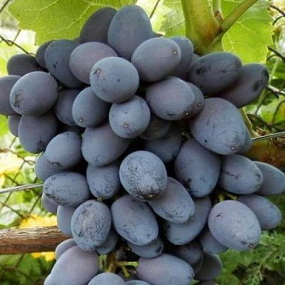 Черный виноград в Кызылорде