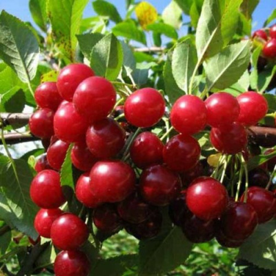 Вишня ЛЮБСКАЯ в Кызылорде