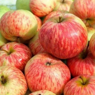 Яблоня РАНЕТКА (КОРОБОВКА) в Кызылорде